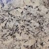 Đá hoa cương Granite Alaska Grey